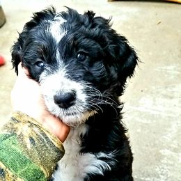 Bernedoodle Puppies from Flat Creek Bernedoodles