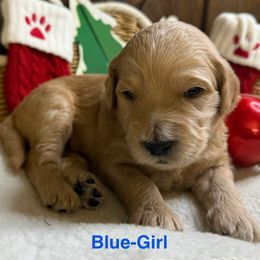 Baby blue - Cream female Goldendoodle puppy in Clermont, Florida from Da Ruba Doodles