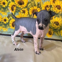 Alvin - White and black male American Hairless Terrier puppy in Buckingham, Illinois from Gaus Hof