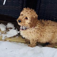 Ruger - Apricot male Saint Berdoodle puppy in Swartz Creek, Michigan from Whisky Paws Saint Berdoodles and Poodle Pups