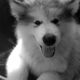 Alaskan Malamute Puppies from ArctiCircle Alaskan Malamutes
