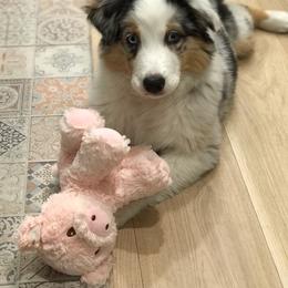 Australian Shepherd Puppies from FoxRest Australian Shepherds