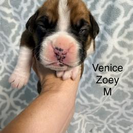 Boxer Puppies from Boxerpupziesrock