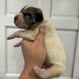 Bryson Gray - Mantle merle male Great Dane puppy in Florida from Beachside Kennels