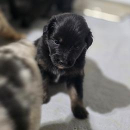 Pancakes (Black tri ) - Black tri-color female Australian Shepherd puppy in Rainsville, Alabama from Chaparro Farm Aussies