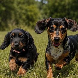 Dachshunds and Perro de Presa Canarios from Mesquite Creek Kennels