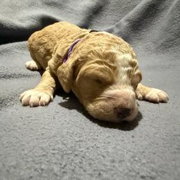 Purple - Parti female Goldendoodle puppy in Wittenberg, Wisconsin from Cedar River Kennel