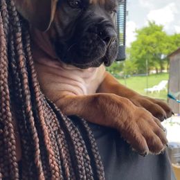 Boerboel Puppies from Dynasty Blue Ridge Boerboel