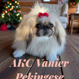 AKC Vanier's Carmel Swirl - White male Pekingese puppy in Texas from Vanier Pekingese