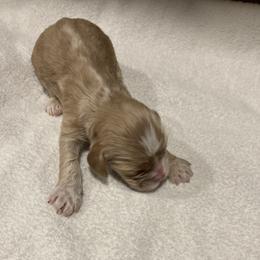 Girl 1 - Buff female Cocker Spaniel puppy in Rising Sun, Maryland from Palmtree Cockers