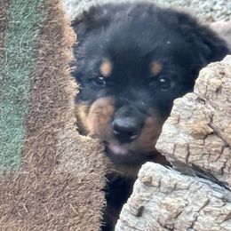 Rottweiler Puppies from Cross Creek Rottweilers