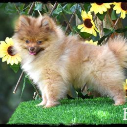 Bodie - Chocolate sable male Pomeranian puppy in Cleveland, Georgia from Precious Paw Pomeranians