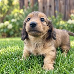 Ember - Cream female Dachshund puppy in Rogue River, Oregon from Bear Feet Dachshunds