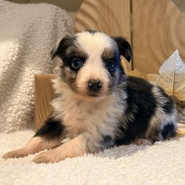 Kelsey - Blue merle female Toy Australian Shepherd puppy in North Lakeport, California from Wild Rose Ranch