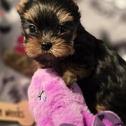 Yorkshire Terriers from Crystal Palace Yorkies