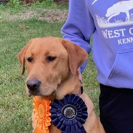 Labrador Retrievers from Dan Roehl