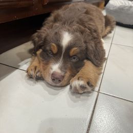 Miniature Australian Shepherd Puppies from Bear River Ranch