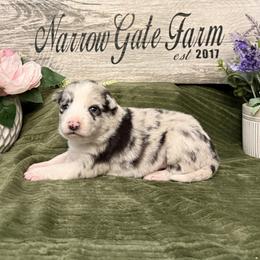 Leia - White and blue merle female Border Collie puppy in Moody, Texas from Narrow Gate Farm