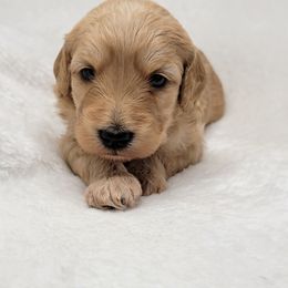 Goldendoodle Puppies from Lake Village Doodles