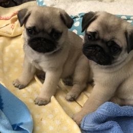 Bulldog and Pug Puppies from JR’s Pugs
