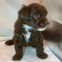 Rosie (Green) - Chocolate female Yorkipoo puppy in Martin, Tennessee from Danza Bolo