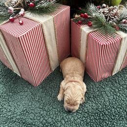 Boy 1 - male Golden Retriever puppy in Hickory, North Carolina from Coyote Creek Farm and Kennel