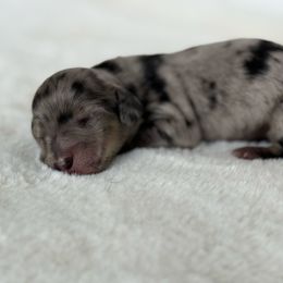Crimson ember - Dapple male Dachshund puppy in Sacramento, California from HEFFERNAN HOUNDS
