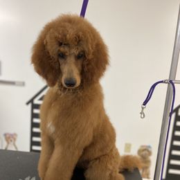 Reba - Poodle