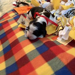 Dottie West - Black and white female English Springer Spaniel puppy in Memphis, Tennessee from Lynn Bee Avenue