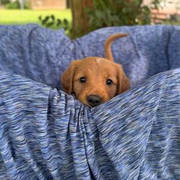 Fig - Dark golden male Golden Retriever puppy in Maysville, North Carolina from Gold Rush Retrievers