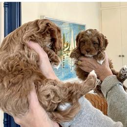 Cavalier King Charles Spaniel and Cavapoo Puppies from Waggin Tails