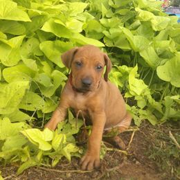 Tank - Rd whtn blk nose male Rhodesian Ridgeback puppy in Carney, Oklahoma from River Run Parson Russell terriers & River Run Ridgebacks