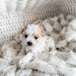 Roly Poly - Parti male Poodle puppy in Chapel Hill, North Carolina from Cyndi’s Poodles