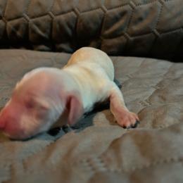Jolly - Cream female Dachshund puppy in Deeth, Nevada from Hobby Horse Homestead Mini Doxies