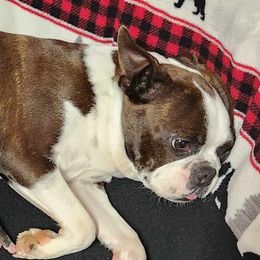 Quin - Boston Terrier