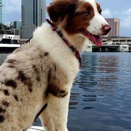 Australian Shepherds from Forestwood Australian Shepherds