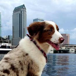 Australian Shepherds from Forestwood Australian Shepherds