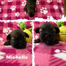 Michelle - Charcoal female Lhasa Apso puppy in Cincinnati, Ohio from Shangri-La Lhasa Apsos
