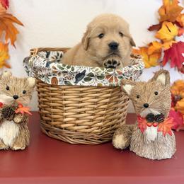 Mr Red - Golden male Golden Retriever puppy in Overton, Nevada from Sinfully Sweet Kennel