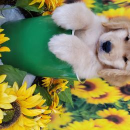 Golden Retriever Puppies from SUN-GOLDEN KENNELS