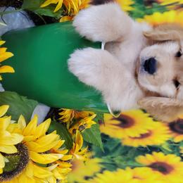 Golden Retriever Puppies from SUN-GOLDEN KENNELS