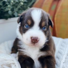 Australian Shepherd Puppies from SoCo Aussies