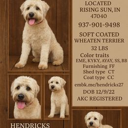Hendricks - Soft Coated Wheaten Terrier