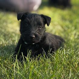 Sage - Black male Scottish Terrier puppy in Oak Harbor, Washington from Nicole's Scottish Terriers