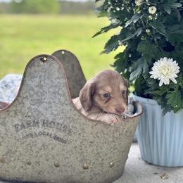 Chocolate shaded cream - Cream female Dachshund puppy in Crestview, Florida from Neverending Dachies
