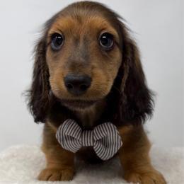 Lennon - Red male Dachshund puppy in Pulaski, Tennessee from Billboard Doxies