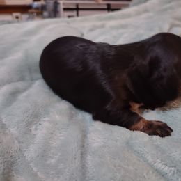 Dachshund Puppies from Marnette's Dachshunds