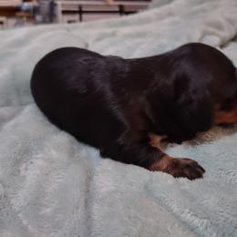 Dachshund Puppies from Marnette's Dachshunds