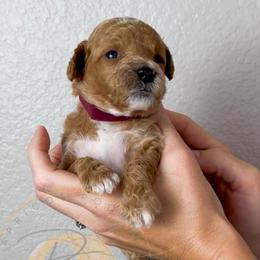 Peony - Apricot female Goldendoodle puppy in Murrieta, California from Apricot Poodles & Goldendoodles, LLC
