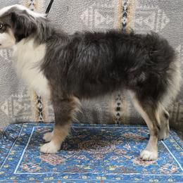 Boy 1 - male Miniature Australian Shepherd puppy in Bend, Oregon from Badlands Toy and Mini Aussies